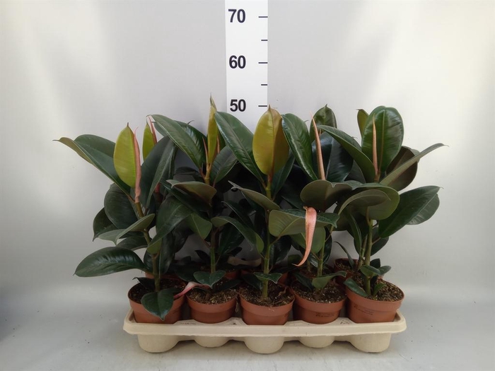<h4>Ficus elastica 'Robusta'</h4>