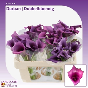 Calla Durban | Dubbelbloemig