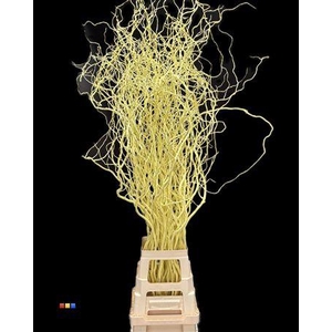 Salix 130cm Light Yellow