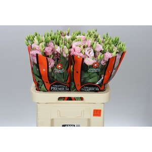 Eust Du Lisanne L Pink Ex