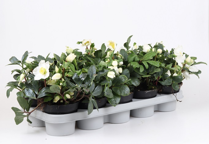 HELLEBORUS NIGER p12