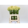 Agapanthus Gletsjer