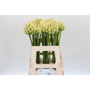 Agapanthus Gletsjer