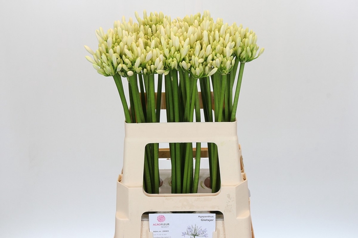 <h4>Agapanthus Gletsjer</h4>