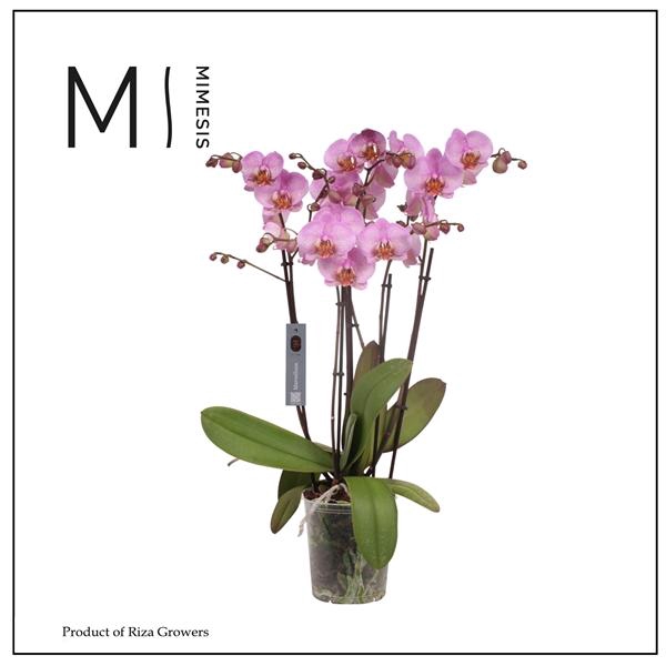 <h4>Mimesis Phal. Marvellous Pink Special - 50+ flowers 17cm</h4>