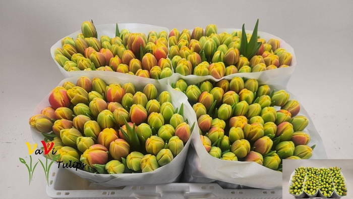 <h4>TU DU SHELL</h4>