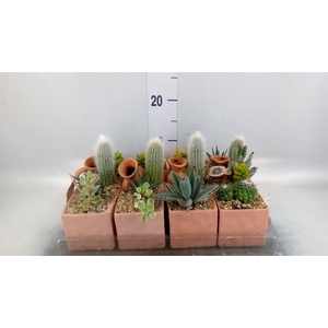 Arr.  Cactus L%