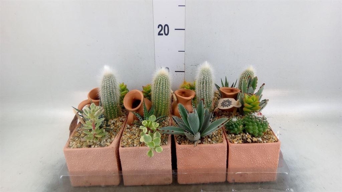 <h4>Arr.  Cactus L%</h4>