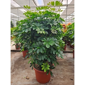 Schefflera arboricola 'Compacta'