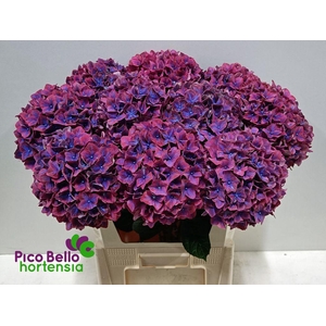 Hydrangea amber
