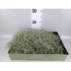 Tillandsia usneoides