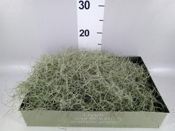 <h4>Tillandsia usneoides</h4>