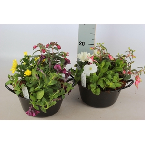 ARR GARDEN ZINC BLACK X1