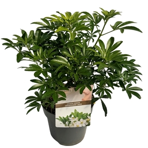 Choisya t. 'Greenfingers'® sense