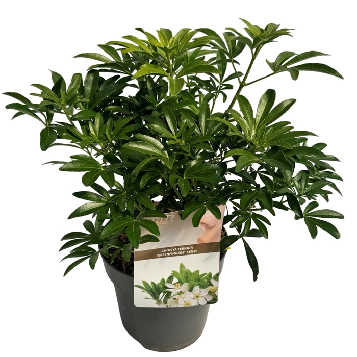 <h4>Choisya t. 'Greenfingers'® sense</h4>