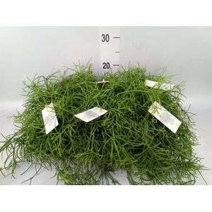 Rhipsalis baccifera 'Oasis'