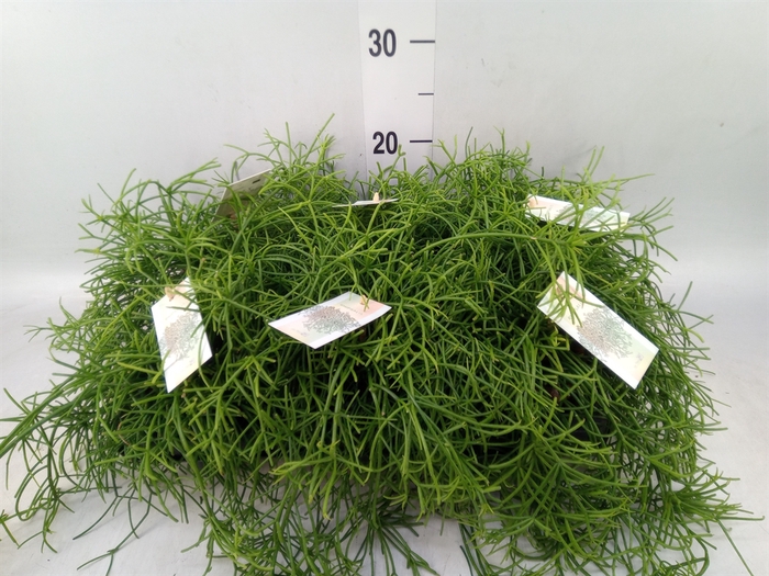<h4>Rhipsalis baccifera 'Oasis'</h4>