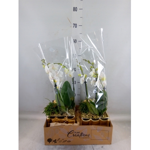 Arr.  Phalaenopsis  H%