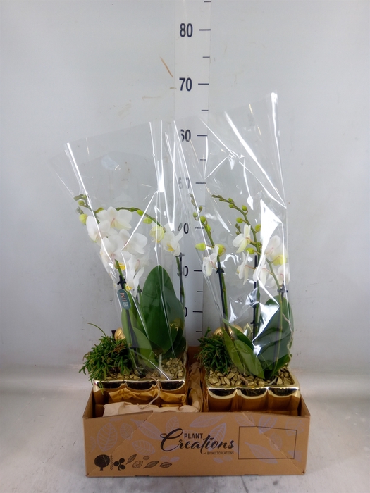 <h4>Arr.  Phalaenopsis  H%</h4>