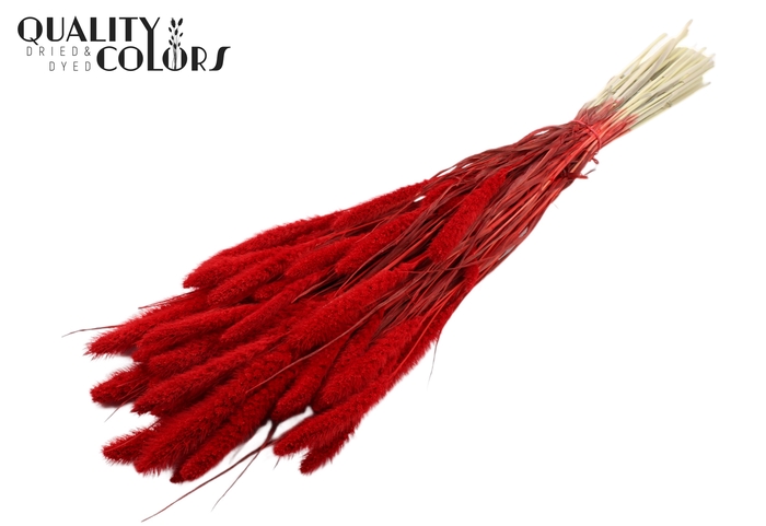 Setaria per bunch Bleached  Red