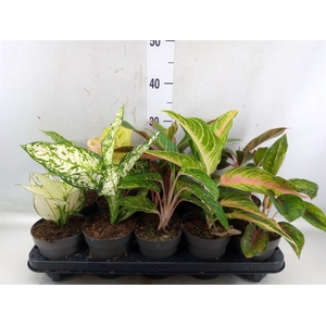 Aglaonema   ...