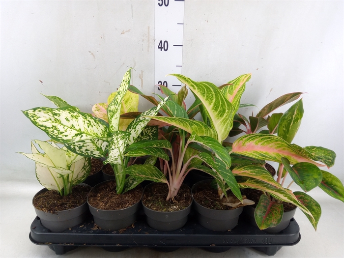 <h4>Aglaonema   ...</h4>