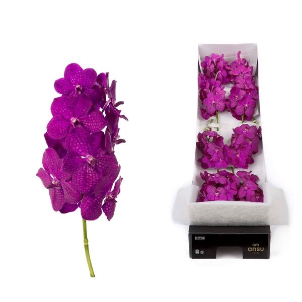<h4>Vanda 8 tak Rasberry Cerise</h4>