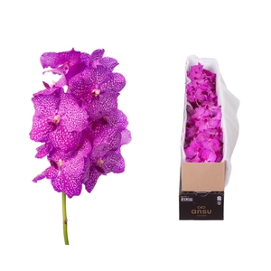Vanda Rosy X4