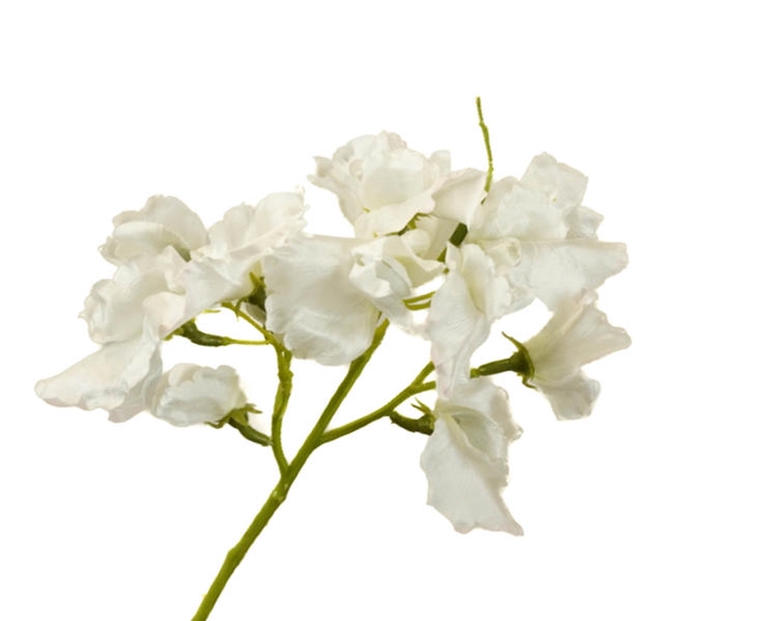 Lathyrus White