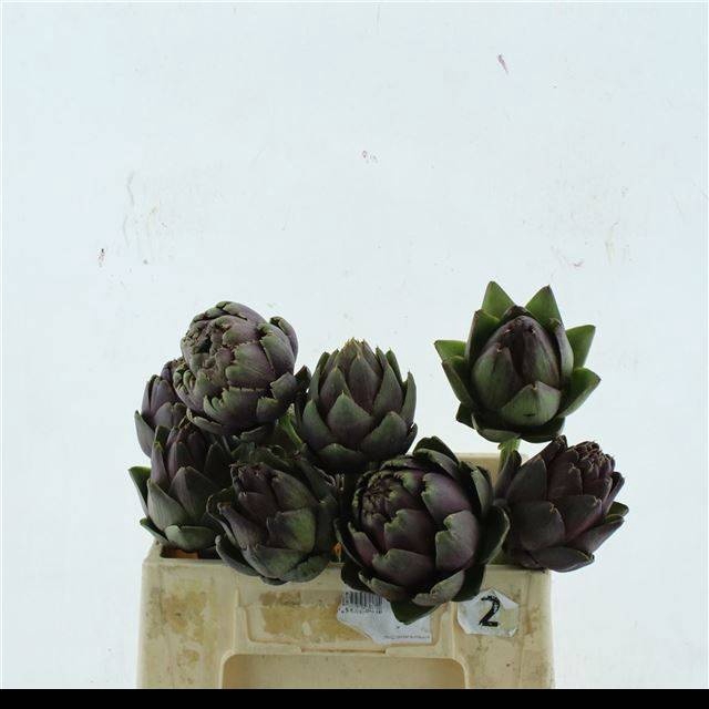 <h4>CYNARA SCOLYMUS</h4>