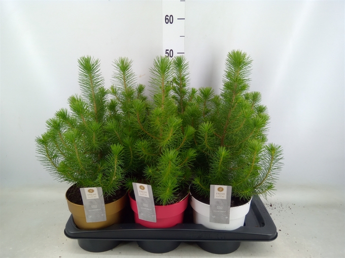 <h4>Pinus pinea 'Silver Crest'</h4>