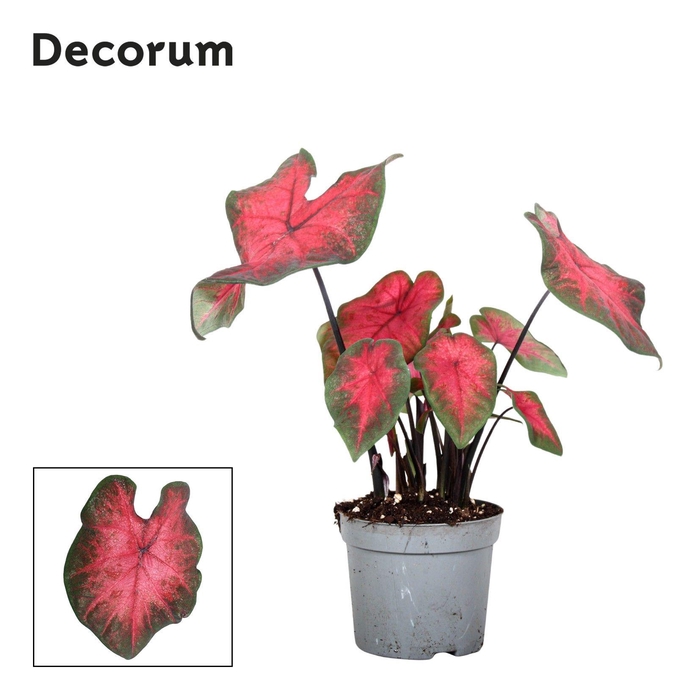 <h4>Caladium Postman Joyner Decorum</h4>