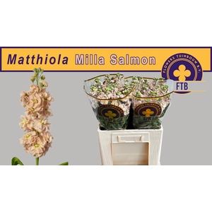 MATTH MILLA SALMON
