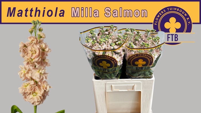 <h4>MATTH MILLA SALMON</h4>