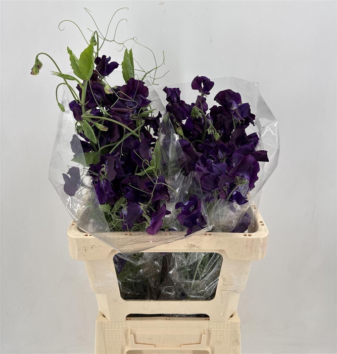 <h4>LATHYR BLACK RAMO</h4>