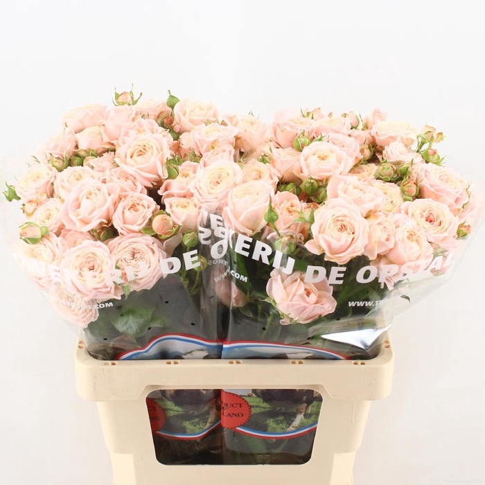 <h4>R Tr Nynke</h4>