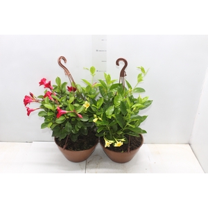 DIPLADENIA PICOLI C21 VARIADO