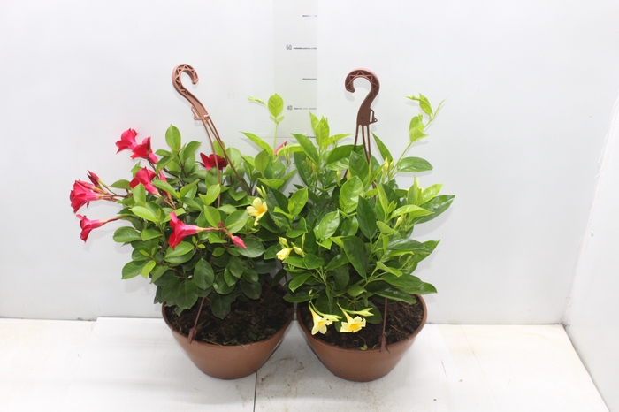 <h4>DIPLADENIA PICOLI C21 VARIADO</h4>