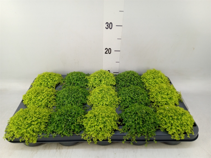 <h4>Soleirolia soleirolii   ...mix 2</h4>