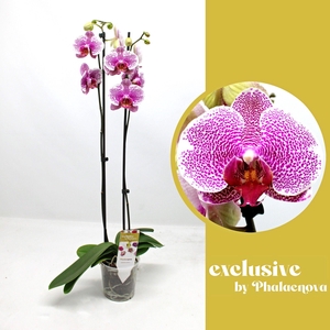 Golden Poeker Leopard 2-tak 70cm (RIJP)