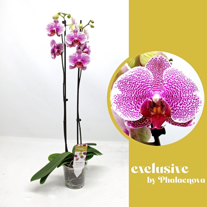 <h4>Golden Poeker Leopard 2-tak 70cm (RIJP)</h4>