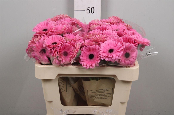 <h4>Ge Mi Talent</h4>