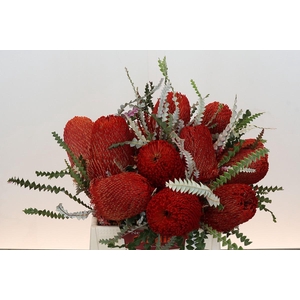 Banksia Speciosa Red
