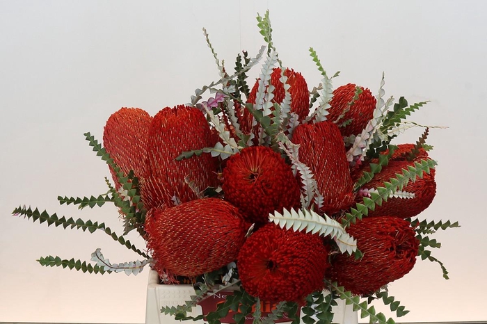 <h4>Banksia Speciosa Red</h4>