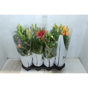 LIRIO VARIADO P15