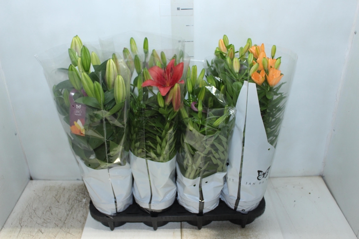 LIRIO VARIADO P15