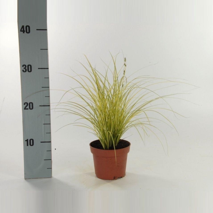 <h4>Carex brunnea 'Jenneke' p12</h4>