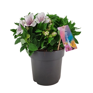 Alstroemeria Inticancha Moon p21
