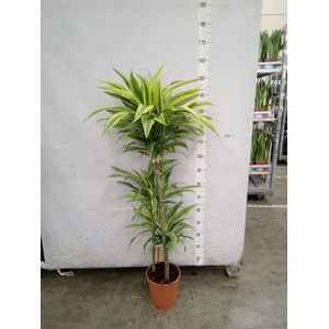 Dracaena fr de 'LemonLime'