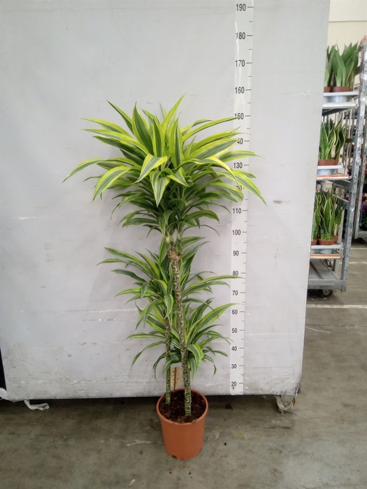 <h4>Dracaena fr de 'LemonLime'</h4>